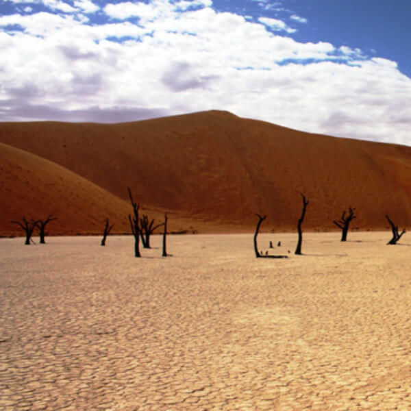 Namibia Petrified Forest 2 SAFARİ DREAMS