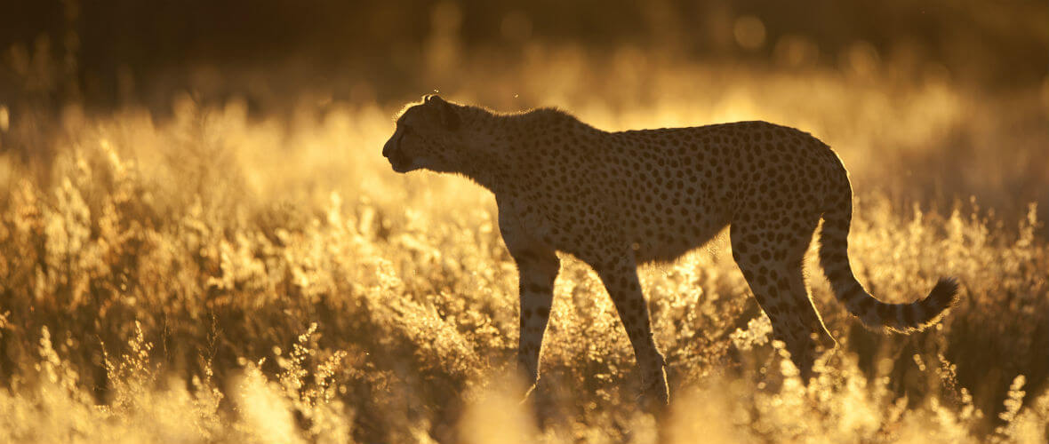 Namibya turu africat cita Büyüleyici ve Lüks Namibya  Turu