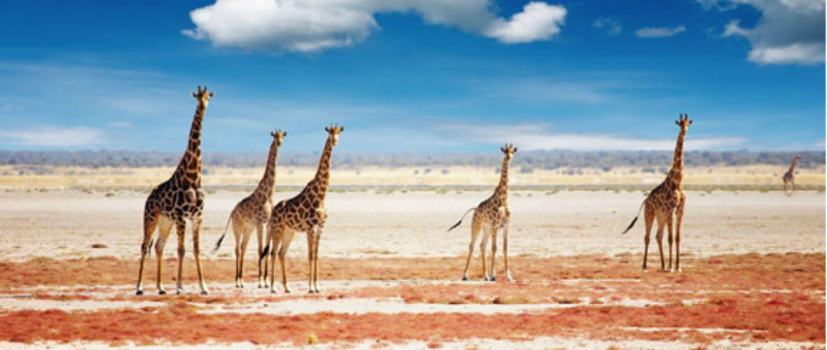 Namibya turu etosha salt pan Büyüleyici ve Lüks Namibya  Turu