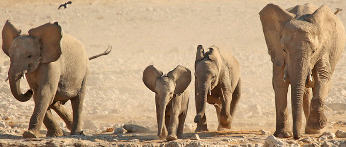 namibya turu etosha elephants Büyüleyici ve Lüks Namibya  Turu